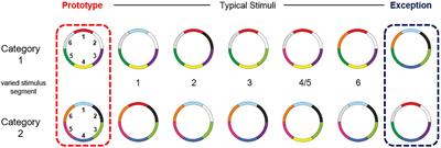 Play to Win: Action Video Game Experience and Attention Driven Perceptual Exploration in Categorization Learning